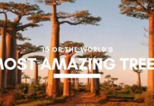 Top 10 Trees in the World: Nature’s Majestic Wonders Trees